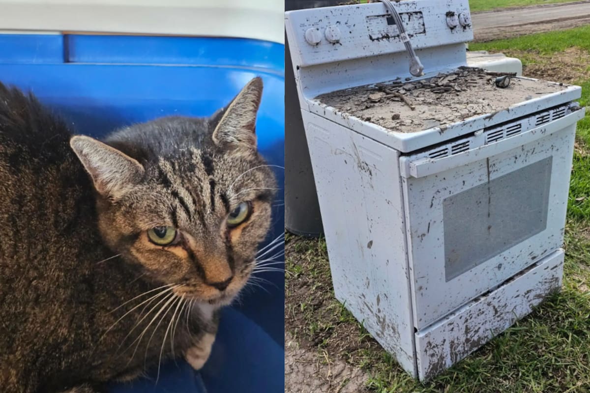 La historia del gato conmovió a todos en redes sociales (Foto: The Dodo)