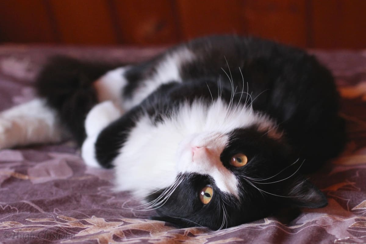 La historia del gato que casi se convierte en alcalde y que recibió el apoyo de personalidades internacionales
