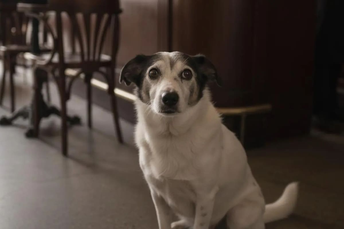 La historia del perro conmovió a todos (Foto: X)