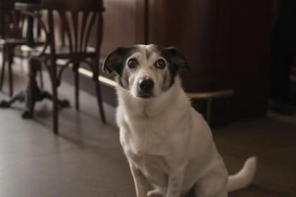 La historia del perro conmovió a todos (Foto: X)