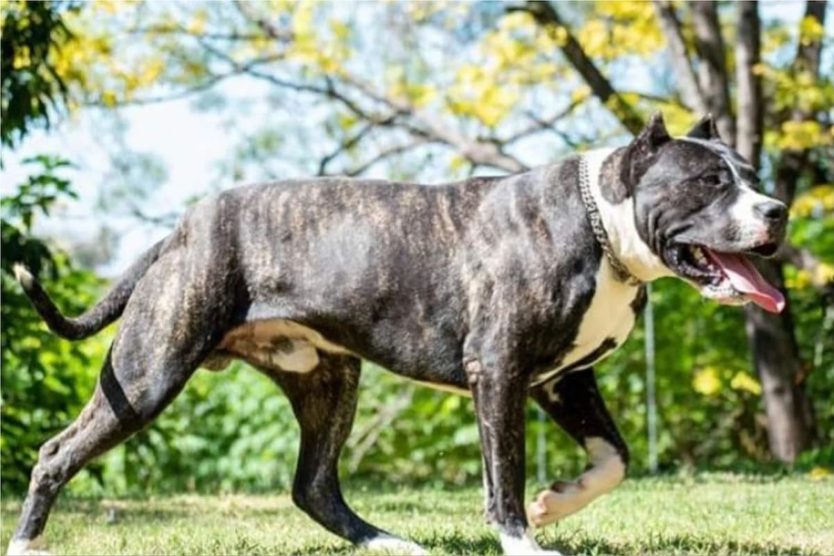 La historia del perro Pampa Argentino