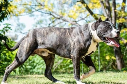 La historia del perro Pampa Argentino