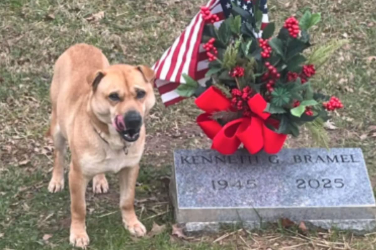 La historia del perro que visitaba la misma tumba todos los días y tocó corazones
