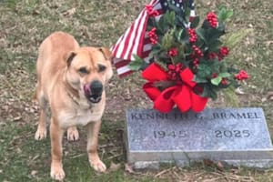 La historia del perro que visitaba la misma tumba todos los días y tocó corazones