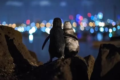 La historia detrás de la imagen de dos pingüinos viudos que se volvió viral a principios de 2020 y ganó un premio en los últimos días