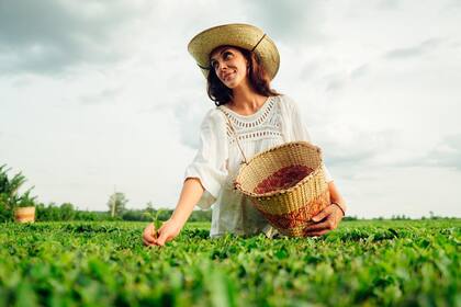 La historia detrás de la infusión con peperina que tomarán los reyes de España