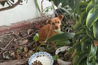 Encontraron una perra abandonada entre los arbustos, pero después descubrieron su verdadera identidad