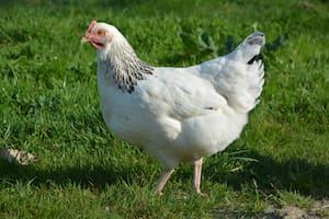 La historia tiene como protagonista a Mike, una gallina que sobrevivió por más de un año sin cabeza