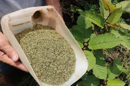 La hoja de kratom se muele para su consumo o posterior industrialización