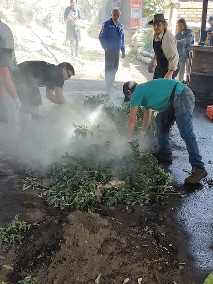 La hoja de maqui le aporta un sabor particular al curanto.