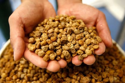 La horchata de chufa contiene ácido oleico, un componente beneficioso para el organismo (imagen ilustrativa)