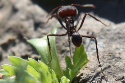 La hormiga cortadora