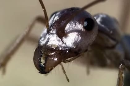 Un fotógrafo lituano causó terror con la imagen que capturó del rostro de una hormiga y se hizo viral en redes