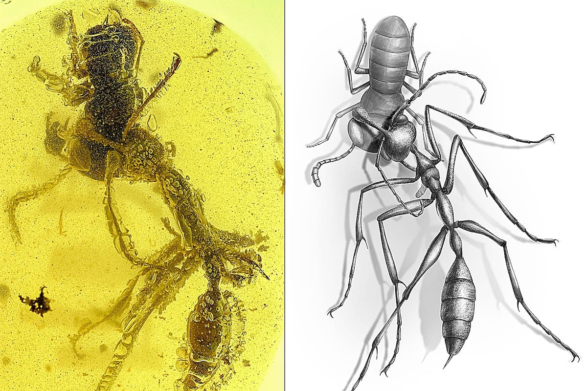 La hormiga dentro del ámbar y una reconstrucción de la misma