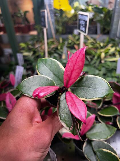 La hoya flamingo no es tóxica y su fácil cuidado la hacen la planta interior perfecta para aquellos con mascotas