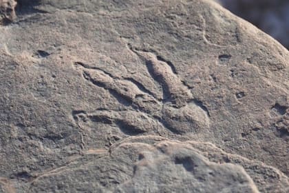 La huella de 220 millones de años corresponde a una especie desconocida. Fuente: Museo Nacional de Gales