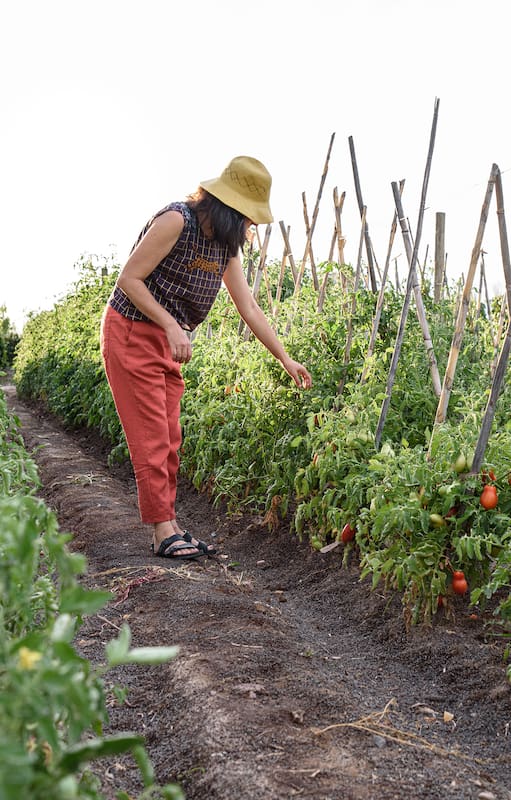 La huerta de tomates de la Casa Vigil en Mendoza.