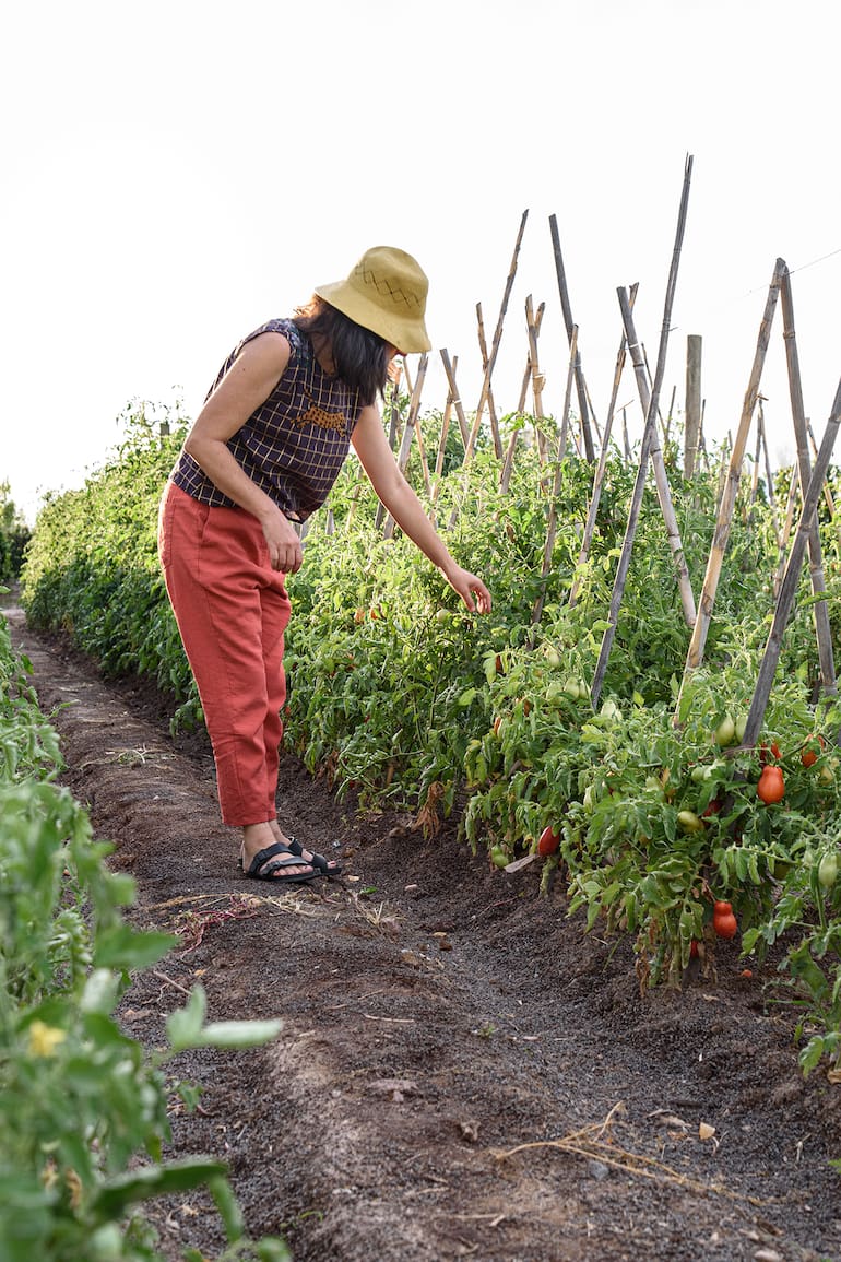 La huerta de tomates de la Casa Vigil en Mendoza.