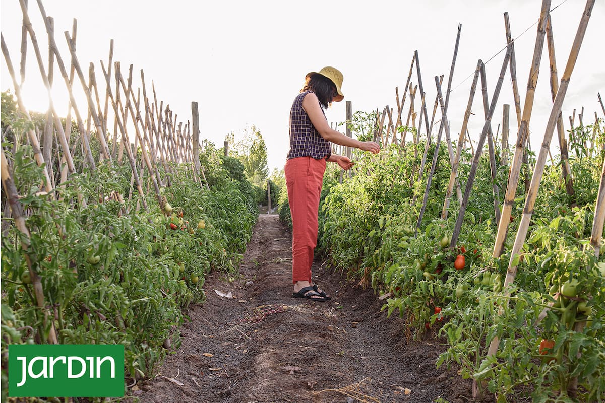La huerta de tomates de la Casa Vigil en Mendoza.