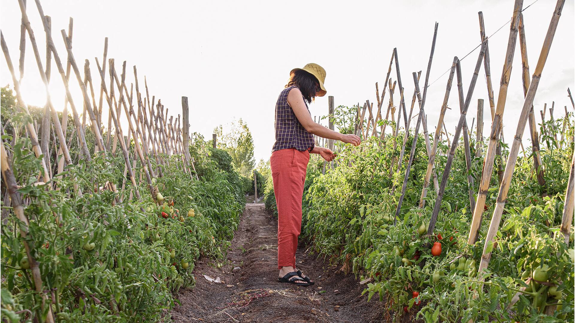 La huerta de tomates de la Casa Vigil en Mendoza.