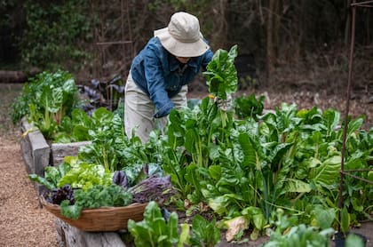La huerta en la estación fría nos aporta gran cantidad de verduras de hoja