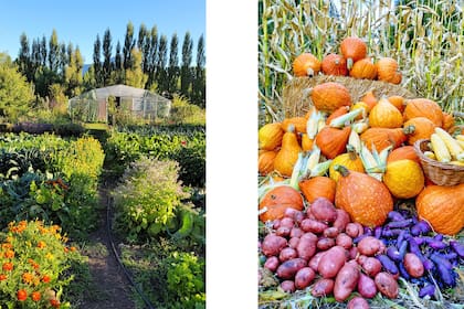 La huerta en pleno verano y parte de la cosecha de la huerta, que venden en bolsones.