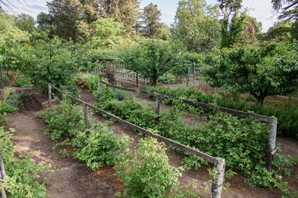 La huerta es donde Matilde hizo el gran cambio, incorporándola al parque y sumándole una gran variedad de frutales y hortalizas. Todo abonado con cama de caballo, que es lo que hay disponible en el campo