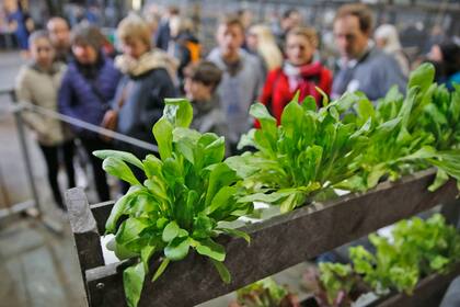 La huerta hidropónica de la Exposición Rural de Palermo