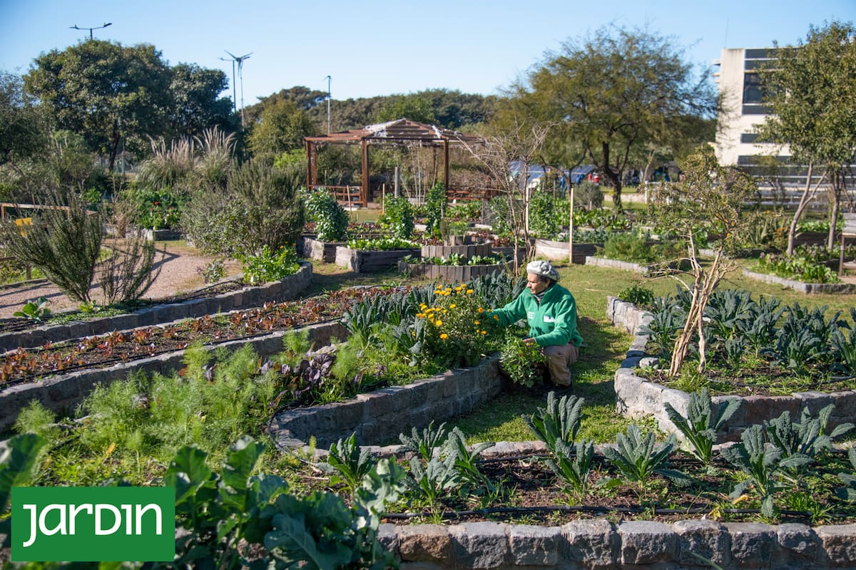 La huerta urbana que produce 120 kilos por semana y los dona al barrio