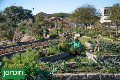 La huerta urbana que produce 120 kilos por semana y los dona al barrio