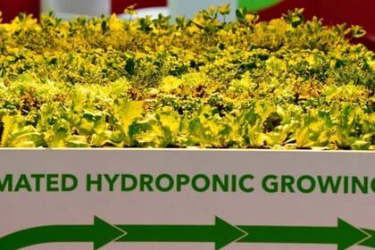La humanidad ha aprendido como cultivar plantas sin tierra, alimentándolas directamente con nutrientes minerales del agua e iluminándolas directamente