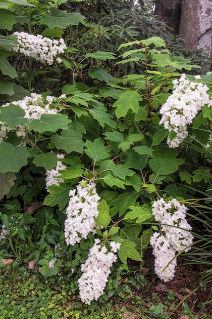La Hydrangea quercifolia simple es la hortensia de hoja de roble, originaria de los Estados Unidos. Interesante en su valor ornamental durante todo el año.