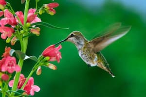 La IA dio los significados que puede tener que un colibrí se acerque a una persona