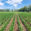 Impulsarán con IA un supercultivo resistente a condiciones climáticas extremas: “Revolucionar la agricultura”