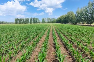 Impulsarán con IA un supercultivo resistente a condiciones climáticas extremas: “Revolucionar la agricultura”
