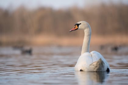 La IAAP es una enfermedad viral contagiosa que afecta tanto a las aves domésticas como a las silvestres, principalmente especies acuáticas como patos, gansos, flamencos y cisnes