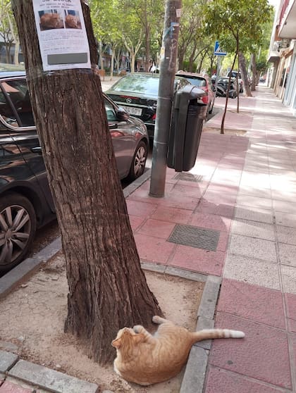 La icónica imagen del gato mirando su cartel