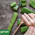 La planta que tenés en tu casa y sirve para mucho más de lo que imaginás