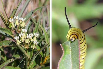 La idea no es que el jardín parezca natural, sino que funcione como un verdadero refugio para la vida silvestre