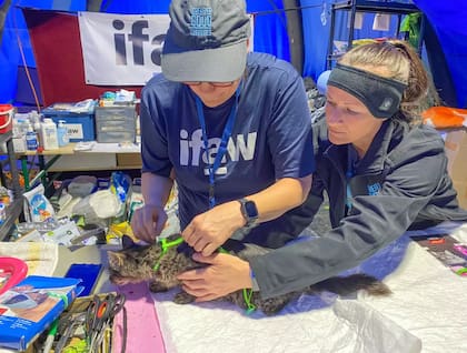 La IFAW protege a gatos y otros animales en zonas de conflicto, como este felino que recibe cuidados veterinarios en la frontera entre Polonia y Ucrania (Crédito: Dominica Mack/ IFAW)