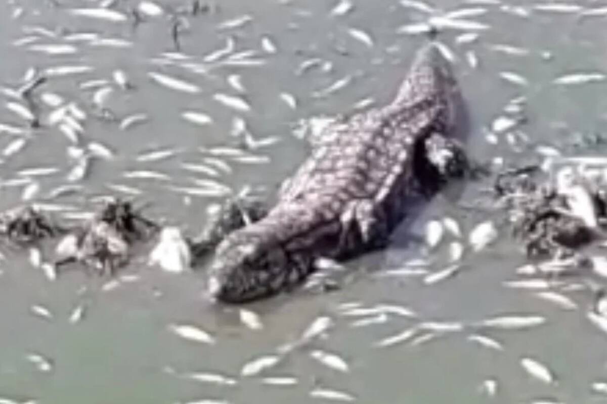 La iguana comiendo los peces