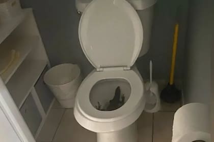 La iguana no la dejó ir al baño en Florida