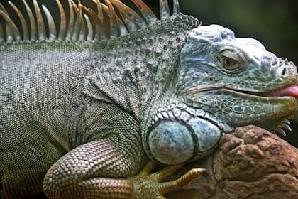 La iguana se sintió atraída por el trozo de pastel que la niña estaba comiendo