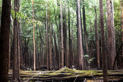 La Ilha do Paraná