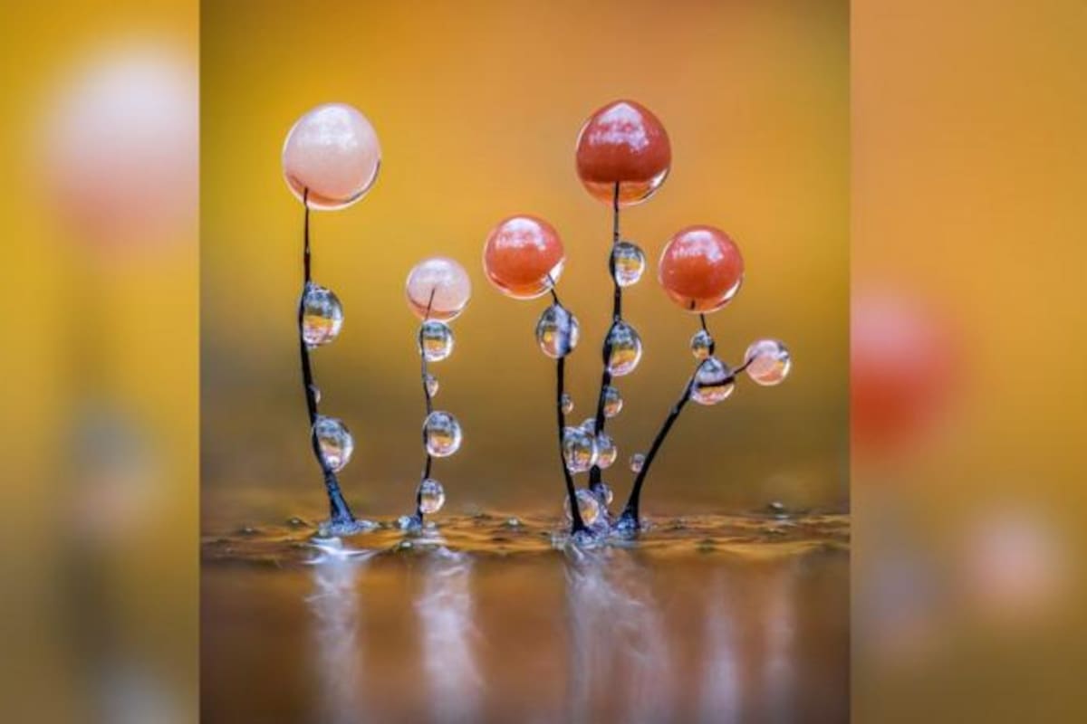 La imagen de Barry Webb "Relucientes mohos deslizantes" fue galardonada por el público en la categoría Macro de los Nuevos Premios de Fotografía Científica 2025.