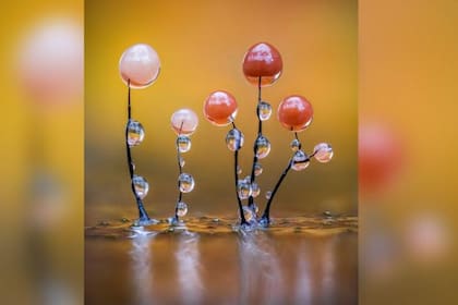 La imagen de Barry Webb "Relucientes mohos deslizantes" fue galardonada por el público en la categoría Macro de los Nuevos Premios de Fotografía Científica 2025.