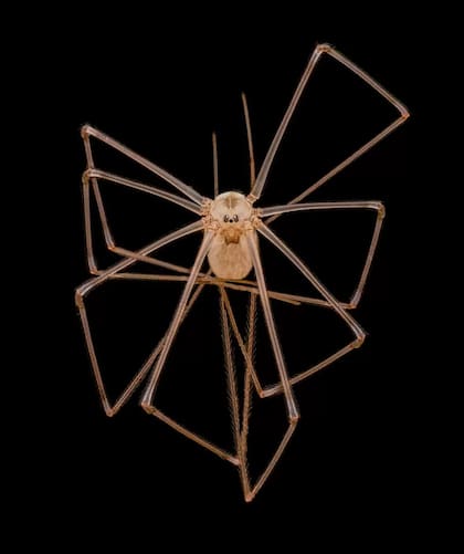 La imagen de la araña de patas largas se llevó el cuarto puesto en "las mejores 20" del concurso de Nikon