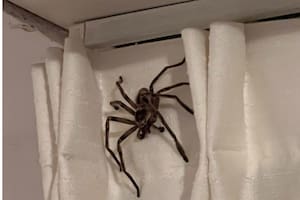 La imagen de la araña recibió cientos de comentarios en Twitter (Foto: Twitter/@drapauluna)
