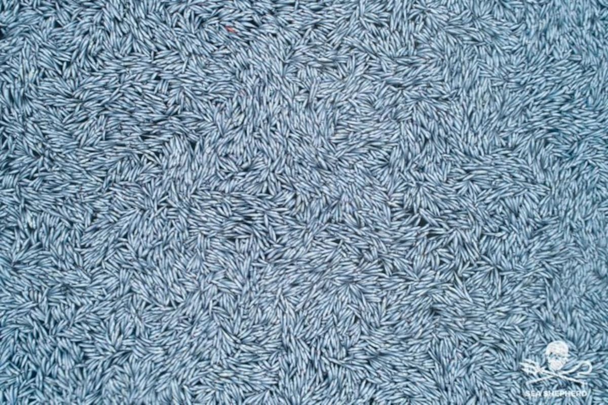 La imagen de los peces muertos en las costas de Francia