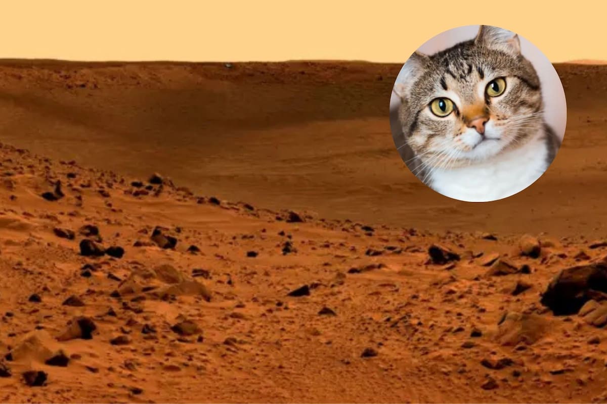 La imagen de un gato en Marte dejó perplejo a los usuarios de las redes sociales